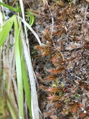 Orthothecium rufescens