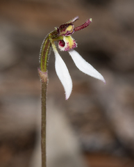 Eriochilus collinus collinus