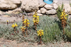 Cistanche phelypaea