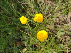 Ranunculus