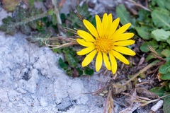 Hyoseris radiata