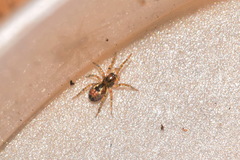 Amaurobius fenestralis