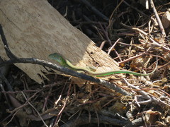 Cnemidophorus lemniscatus