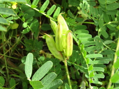 Astragalus boeticus