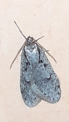 Semioscopis avellanella
