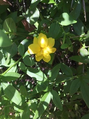 Jasminum mesnyi