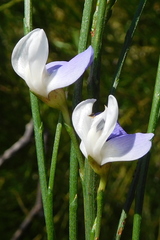 Psoralea usitata
