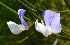 Psoralea usitata