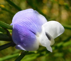 Psoralea usitata