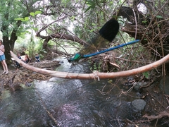 Calopteryx syriaca