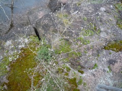 Centaurea stoebe australis