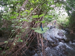 Calopteryx syriaca