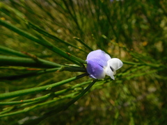 Psoralea usitata