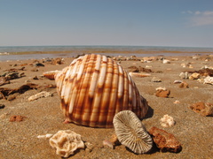Tonna variegata