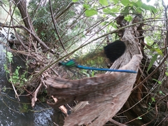 Calopteryx syriaca