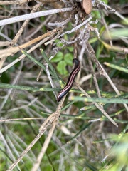 Ommatoiulus sabulosus