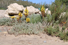 Cistanche phelypaea