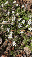 Anemonoides nemorosa