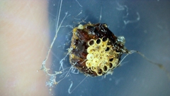 Pterygota