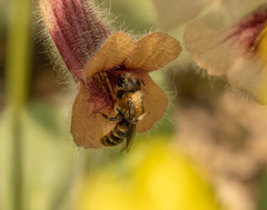 Osmia jacoti