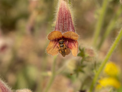 Osmia jacoti