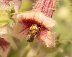 Osmia jacoti