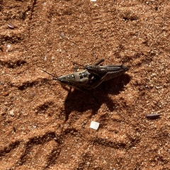 Monistria discrepans