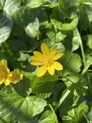 Ficaria verna