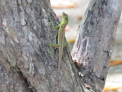 Anolis richardii