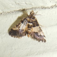 Nacoleia mesochlora