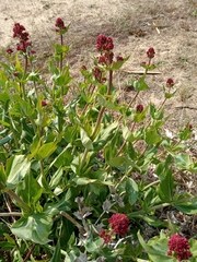 Centranthus ruber