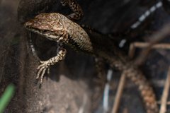 Podarcis muralis