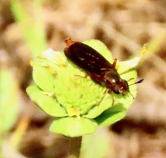 Phyllomydas parvulus