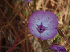 Clarkia cylindrica
