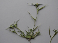 Sporobolus aculeatus