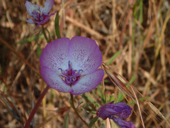 Clarkia cylindrica