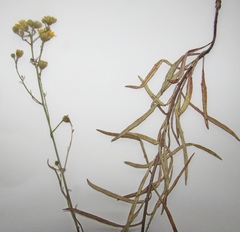 Hieracium umbellatum filifolium