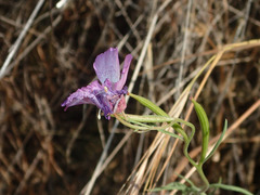 Clarkia cylindrica