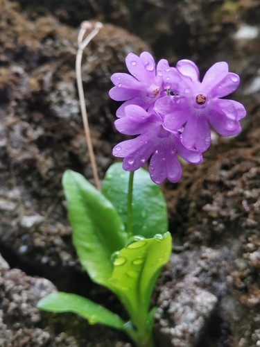 Image of Primula carniolica by (c) Ljaž, some rights reserved (CC BY)
