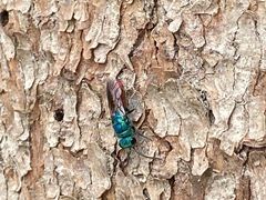 Chrysis terminata
