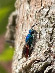 Chrysis terminata