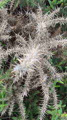 Tetranychus lintearius