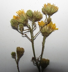 Hieracium umbellatum filifolium