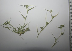 Sporobolus aculeatus