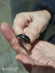 Carabus nemoralis