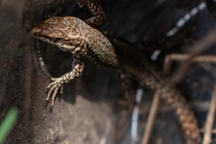 Podarcis muralis