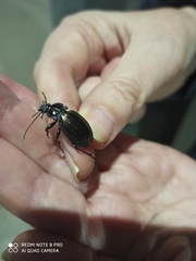 Carabus nemoralis