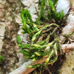 Orthotrichum stramineum