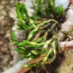 Orthotrichum stramineum