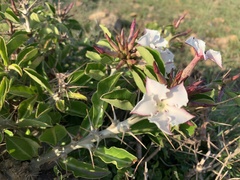 Pachypodium saundersii